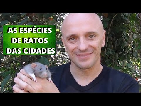OS RATOS DAS CIDADES! QUEM SÃO ELES? Quantas espécies existem? O que eles comem? Qual seu tamanho?