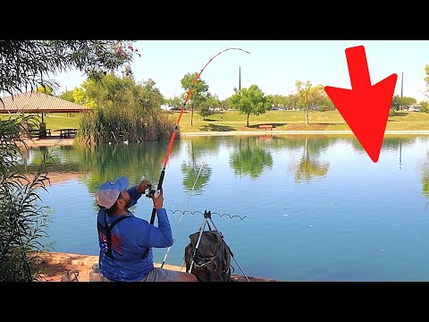 Arizona Urban Pond BIG Channel Catfish (Underwater Footage)