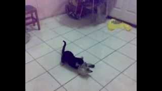 preview picture of video 'cute cats playing'