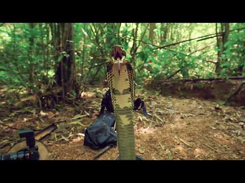 Chasing the King Cobra