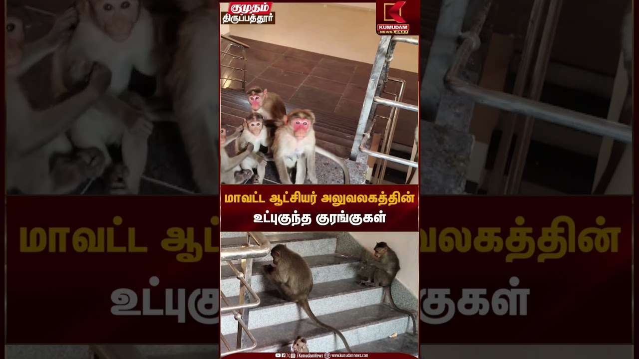 மாவட்ட ஆட்சியர் அலுவலகத்தின் உட்புகுந்த குரங்குகள் | Thirupathur Collector Office | Kumudam News