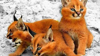 5 RAZAS DE GATOS MÁS RARAS Y EXÓTICAS