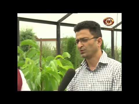 Walnut Propagation at ICAR - CITH, Srinagar