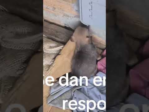 Se dan en adopcion responsable  florencia caqueta información 313 662 5697