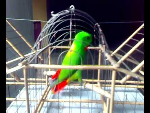 Serindik Novyj Trend Smotret Onlajn Na Sajte Trendovi Ru