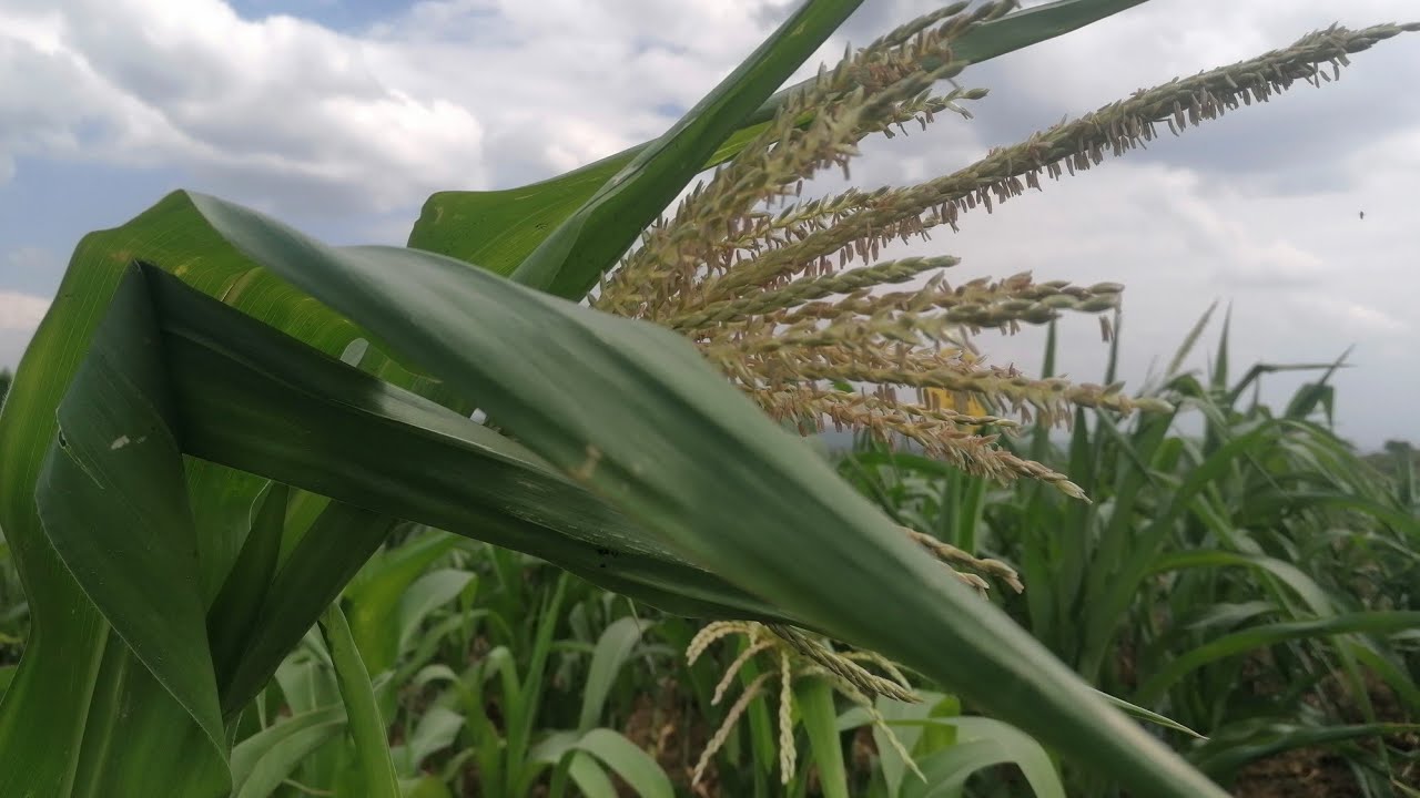 Recovery of the maize crop after failed rains