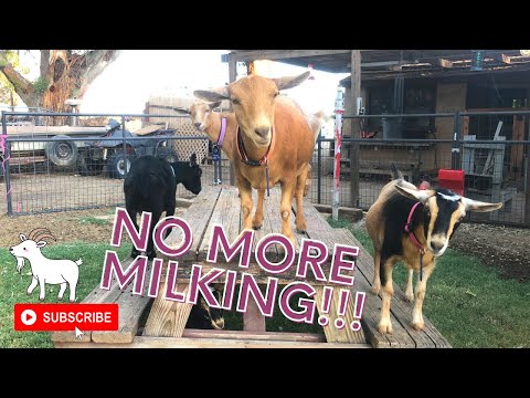 No More Milking!! | Drying Up My Goats & More Ultrasounds