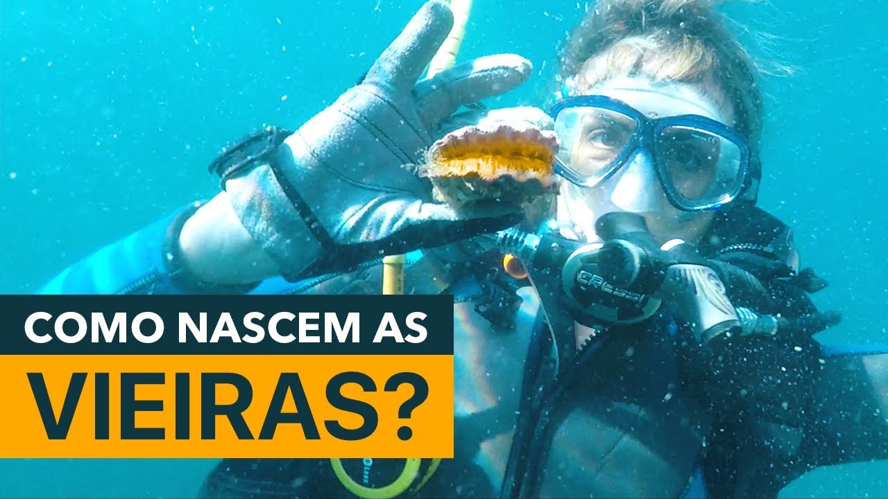 O que é Vieira? Como nascem, se cultiva e se prepara esta iguaria?