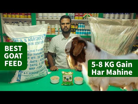 Bakre Ko Mota Tagda karein | Best Goat Weight Gain Feed in India