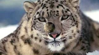 Endangered Species Digital Story