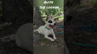 Video preview image #1 Mutt Puppy For Sale in Greenville, SC, USA