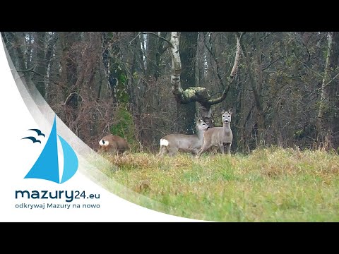 Grudniowe Mazury i zwierzęta 2020