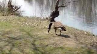 preview picture of video 'Centennial Park Goose'
