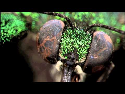 Amazing Green Butterfly - recorded with the Hirox Rotary Head