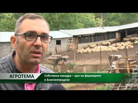 , title : 'Агротема: Собствена мандра – цел на фермерите в Благоевградско, автор:  Снежана Любенова'