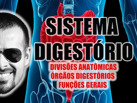 Sistema Digestório - Divisões anatômicas e órgãos digestivos - Anatomia Humana - VideoAula 024