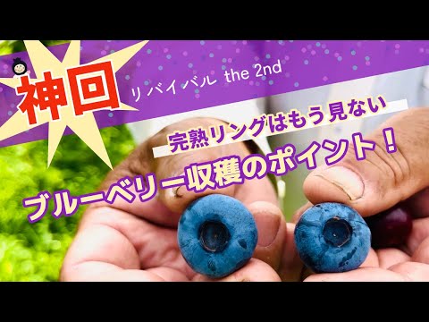 ブルーベリー狩り: これが最良の方法です 植物