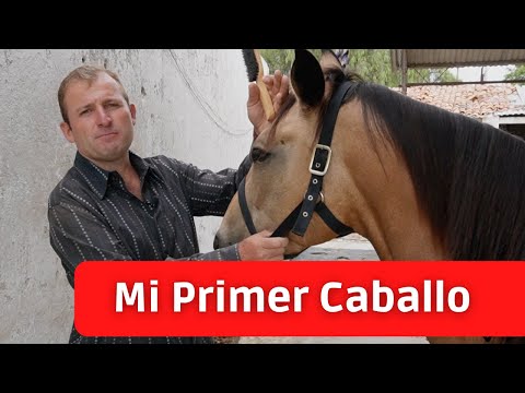 , title : 'Cuidados Básicos para un Caballo - A Rienda Charra! Palomino GM'