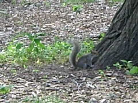 Squirrel on crack
