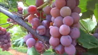 UVAS EM IBIRAPUÃ BA.