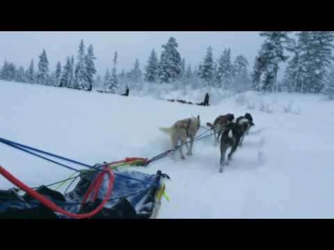 Dog sledding @ Mountain Kings sled dog kennel in Trysil, Norway