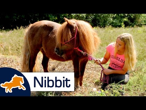 Rust zacht, lieve Nibbit.