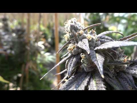 RARE DANKNESS DANK DYNASTY