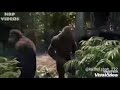 Whatsapp Status Funny Videos Fun Funny Comedy Animals Monkey Dance Comedy Song Entertainment