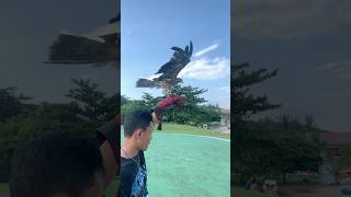 Download lagu PERDANA TERBANGIN ELANG BK SAYA DI TEMPAT TERBUKA #subscribe #elang #elangputih #blackkite mp3