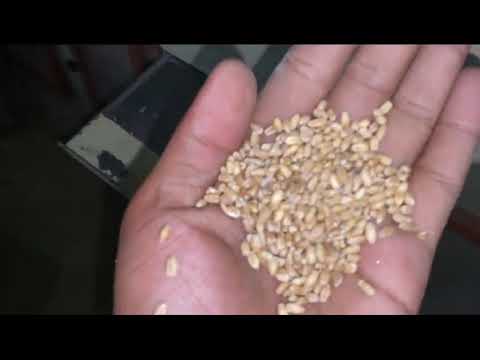 Seed Cleaning Grading Plant, For Industrial,