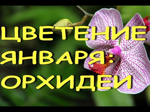 ОРХИДЕИ:январское ЦВЕТЕНИЕ,не только фаленопсисы!2022.