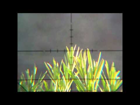 FX Royale 500 --- 20 yards Oleander Blade --- .25 Predator Polymag