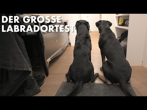 Cedric der Labrador - 197 | Der Große Labradortest