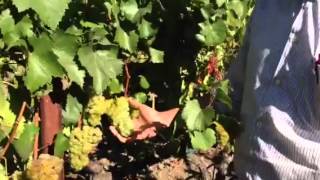 Watch Winemaker Gustavo Gonzalez discuss Chardonnay in Las Trancas