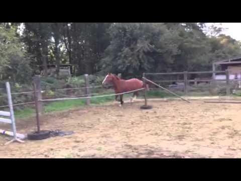 My pipa vd Zwartbleshoeve