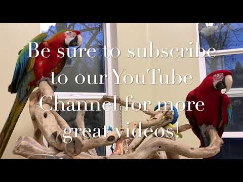 Macaw Parrot H...