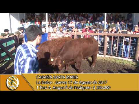 17-08-17 Venta de Toros A.A. P.C. - Cabaña Santa María - La Dulce.