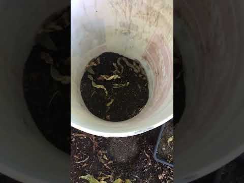 Copperhead transport