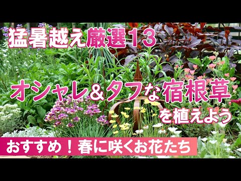 10月に植える球根の花 秋の水仙