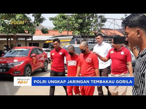 POLRES PEMALANG UNGKAP JARINGAN PRODUSEN DAN PENGEDAR TEMBAKAU GORILA YANG DIEDARKAN LEWAT MEDSOS