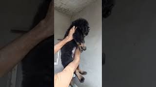 preview picture of video 'Grewal Dog kannel: Import quality Tibetan mastiff puppy available'