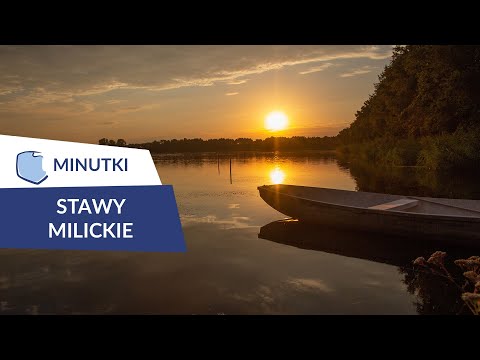 Stawy Milickie, ptasi raj - minutki Polskie Szlaki