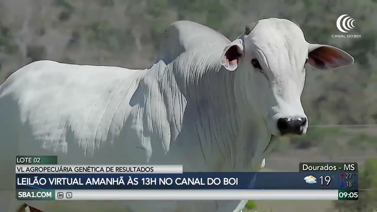 VL Agropecuária oferta reprodutores nelore PO avaliados neste sábado no Canal do Boi