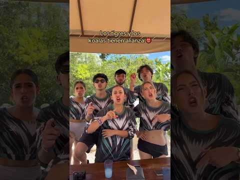 Koalas and Tigers now have alliances #summerkamp2025 #koalas #tigers