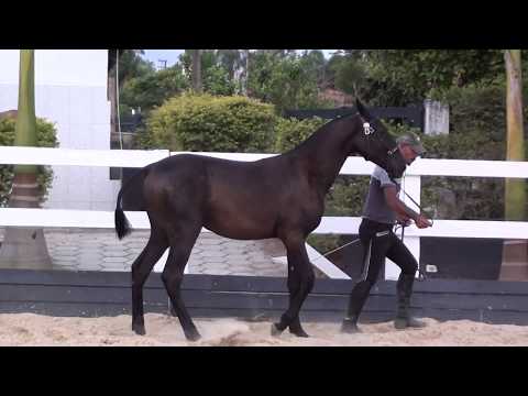 Pérola Negra Aguilar 1 ano Cavalos puro sangue Lusitanos - Coudelaria aguilar