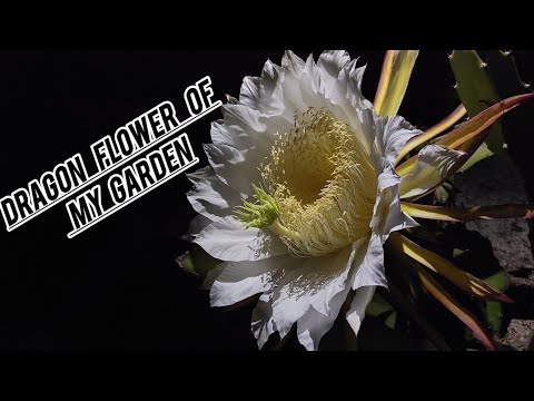 Dragon fruit flower// Dragon flower blooming in my garden @ Torsha Par