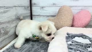 ハーフ犬の動画01