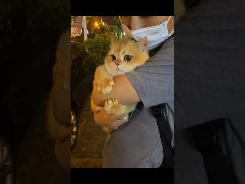 cat videos cute animals cute cats try not to laugh #shorts #funny #fyp #comedy #cute #cats #foryou ❤