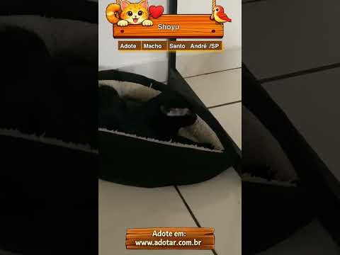 Vídeo de Shoyu