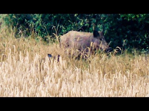 SAUEN IM WEIZEN - Das (etwas andere) Sauen-Jagdvideo